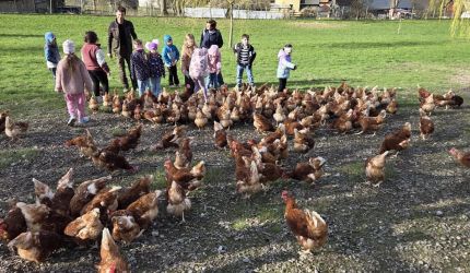 Besuch bei den Hühnern
